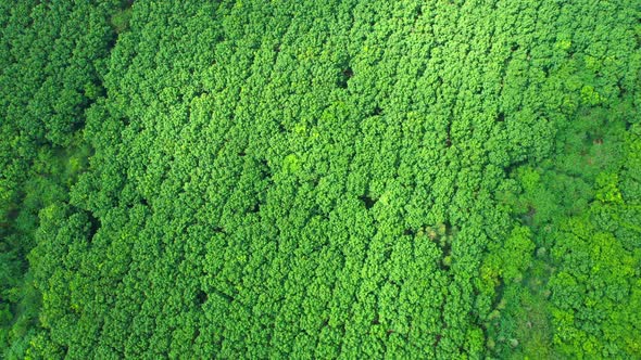 4K Aerial view over a rubber tree