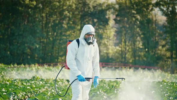 Farm Workers in Protective Suits and Respirators Spray the Plantations with Chemicals