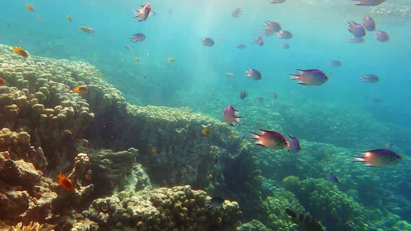 Amblyglyphidodon Indicus Damselfish Swimming Underwater in Red Sea