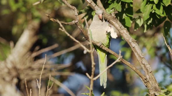 A beautiful monk parakeet myiopsitta monachus perched on branch, eating a piece of bread with full e