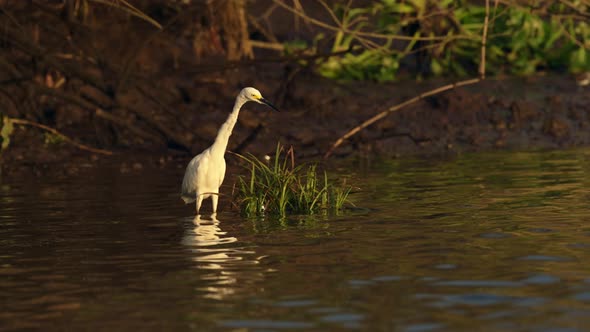 Costa Rica Birds, Great White Heron (Common Large Egret, ardea alba) Wading and Fishing in the Tarco