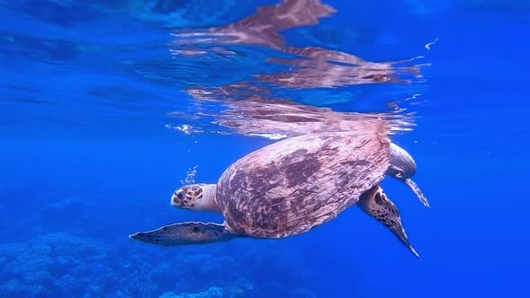 Sea Turtle Breathing Air Surface