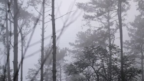 Slow motion of greenery rainforest and pine trees on foggy day