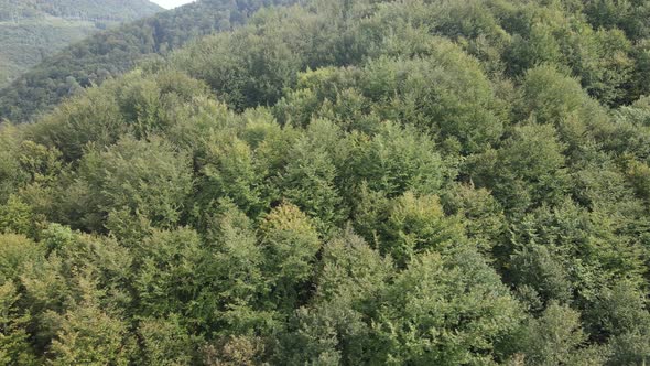 Forest in the Mountains. Aerial View of the Carpathian Mountains in Autumn. Ukraine