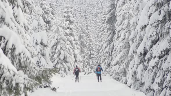 Two Crosscountry Skiers Ski Down a Trail in a Snowcovered Winter Landscape with Trees  Rear View