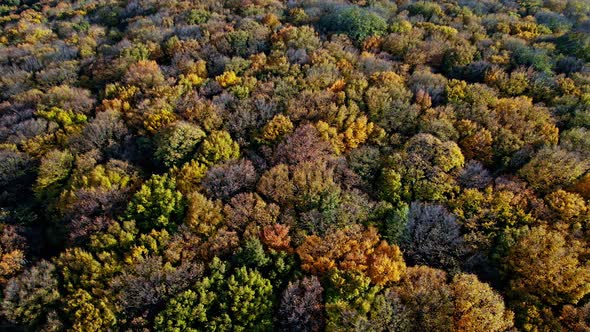 Aerial Top Down View of Forest in the Autumn