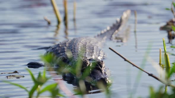 Wild and dangerous yacare caiman crocodile floating on swampy and wavy lake, staring deadly at the c