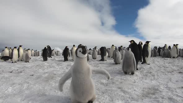 Emperor Penguins with Chiks Close Up in Antarctica