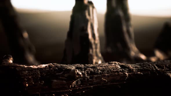 Logs and Trunks After the Forest Fire