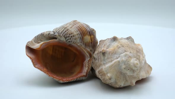 Rapana sea shells on a white background