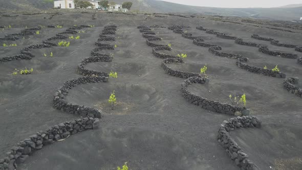 Drone Shot of Vineyards on Black Volcanic Soil in Lanzarote. Aerial Scenic View of Wine-growing in