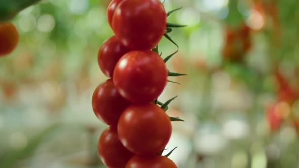 Close Up Tomatoes Cultivation Process on Warm Modern Plantation in Summer