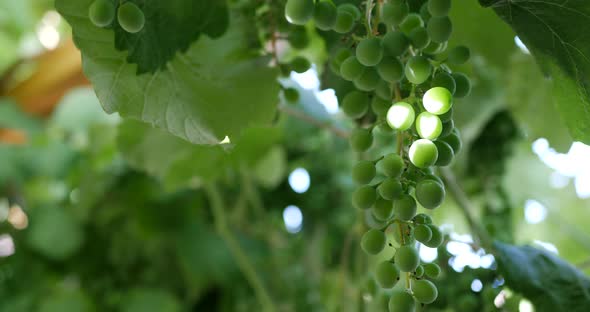 The hands of a winemaker checking the grape vine to see how the crop is growing on a vineyard.