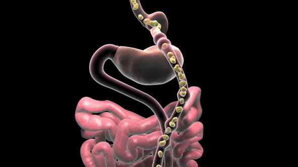 Food moving through the digestive tract