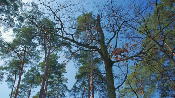 Pine Forest And Blue Sky