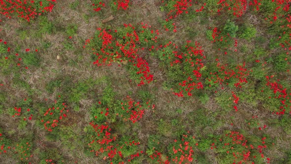 Rising aerial birds eye view of a brown bunny rabbit hopping around in a poopy field with wildflower