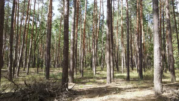 Landscape Inside the Forest with Pine Trees