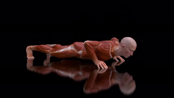 4K anatomy of a man doing pushups