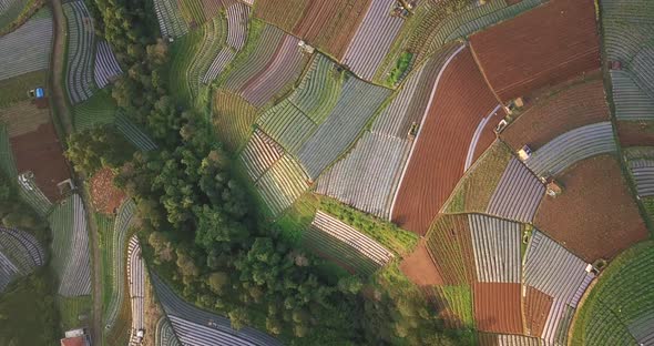 Aerial flyover beautiful vegetable plantation in different colors and pattern during sunny day - Cen