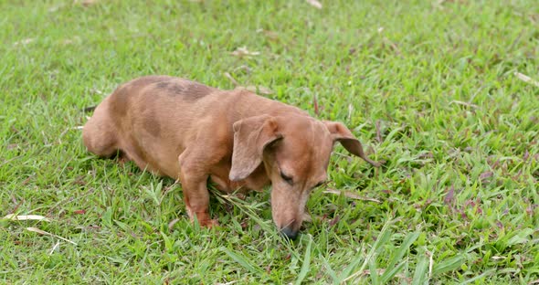 Dachshund cross rolling around on the grass