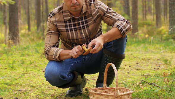 Man with Basket Picking Mushrooms in Forest