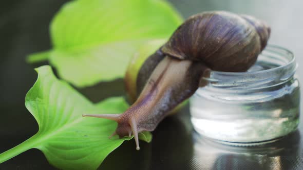 African Snail Snail Walking on the Leaf