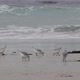 Ocean Waves and Sandpiper Birds Run on Beach Small Sand Piper Plover Shorebird - VideoHive Item for Sale