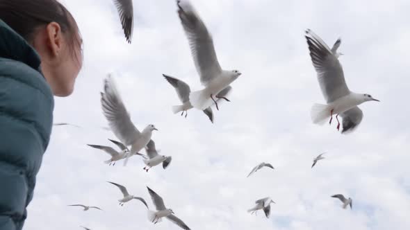 Young woman feeds seagulls, rear view. She is throwing bread to birds