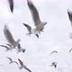 Young woman feeds seagulls, rear view. She is throwing bread to birds - VideoHive Item for Sale