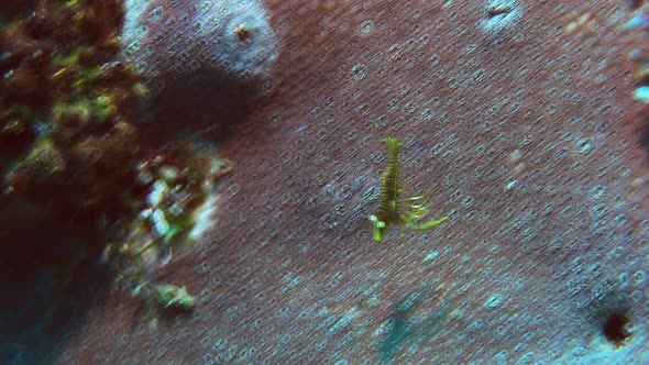 green feather star crinoid shrimp swims back to its feather star at a coral reef