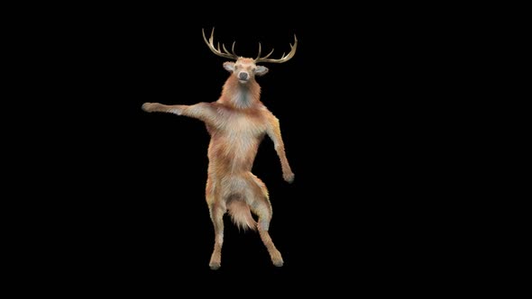 31 Deer Dancing HD