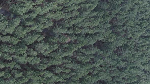 Vertical Video of Pine Forest Aerial View Slow Motion