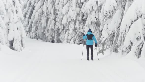 A Crosscountry Skier Walks Down a Trail in a Snowcovered Forest Landscape in Winter  Rear View