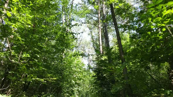 Natural Landscape in the Forest During the Day