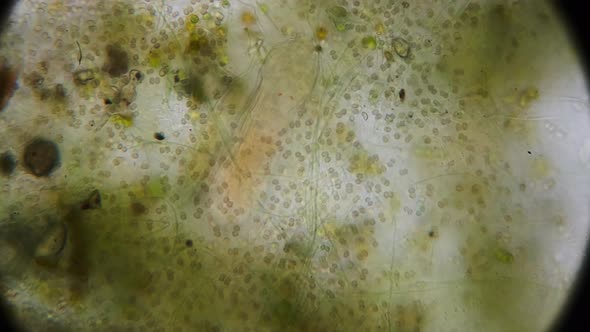 macro shot. time lapse larvae in algae