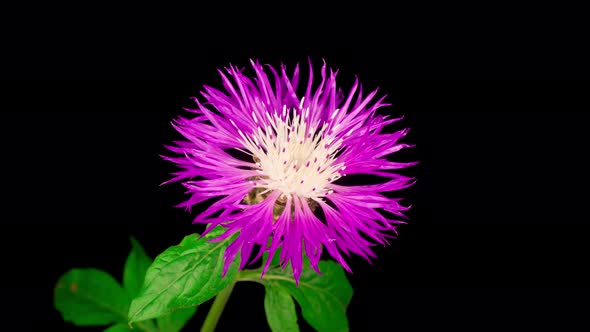 Time Lapse of Blossoms Purple Flower of Persian Cornflower Centaurea Dealbata