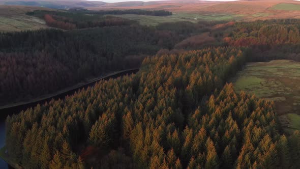 Aerial view of a lakeside forest from a drone