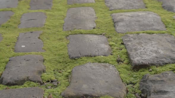 Cobbled street stones with moss growing panning