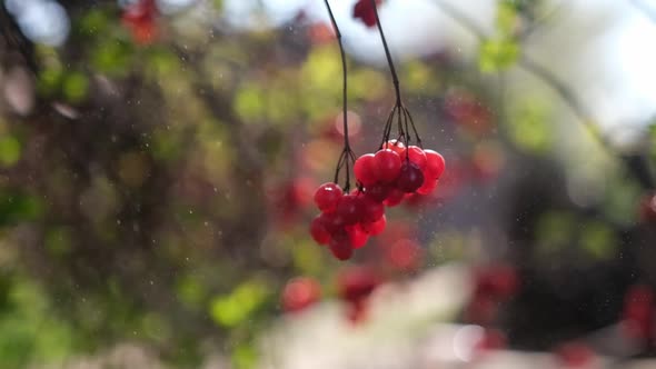 Red Viburnum Berries Hang on the Tree in Autumn at Rainy Day