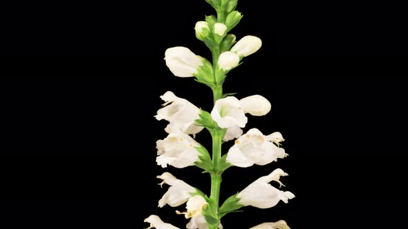 Beautiful Time Lapse of Opening White Flowers of Physostegia on a Black Background