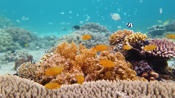 Coral Reef and Tropical Fish Underwater