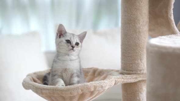 Cute American Short Hair Kitten Playing On Cat Tower 14