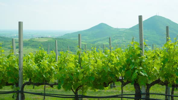 Green Vineyard on the Beautiful Spring Hills