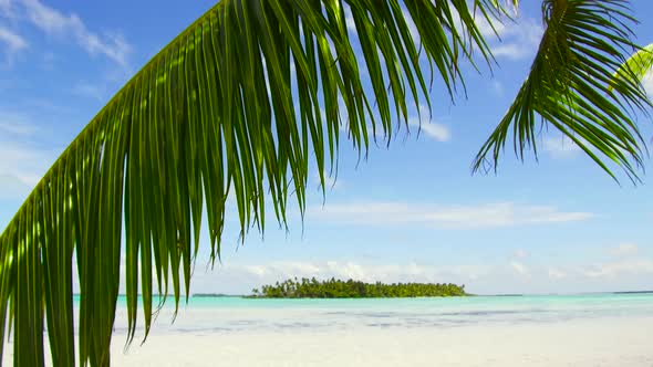 Tropical Beach with Palm Tree in French Polynesia 