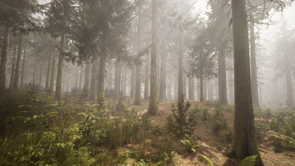 Sunbeams in Natural Spruce Forest