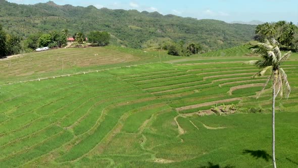 Aerial view of ripe rice fields in Bohol, Siquijor