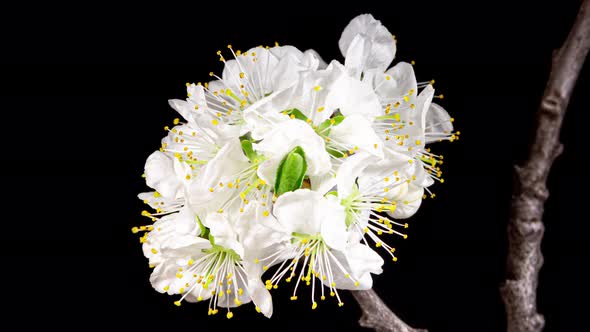 Plum White Flowers Blooming in Time Lapse on a Black Background. Spring Tree Branch with Opening Bud