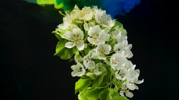 Yellow and Blue Paints Flow Into Water with Blooming Branch