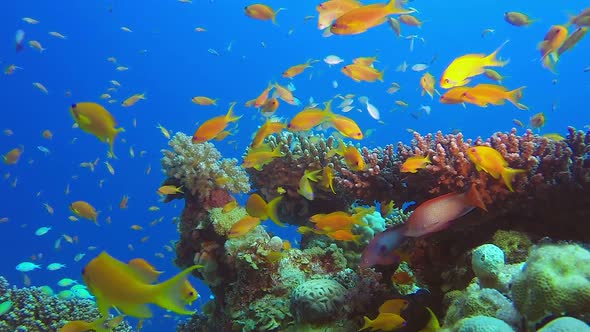 Underwater Beauty Colorful Fishes