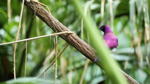 Close up shot of colorful male violet-backed starling sitting on branch